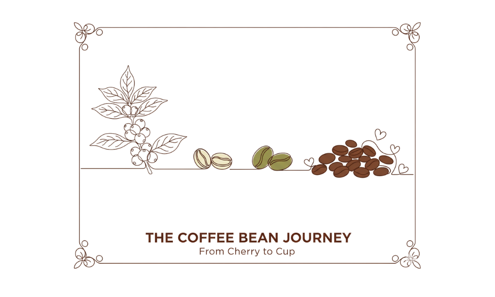 The Coffee Bean Journey - From Cherry to Cup